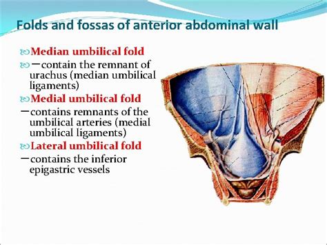 The peritoneum peritoneal cavity Dr Kumar Satish Ravi