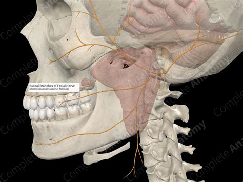 Buccal Branches of Facial Nerve | Complete Anatomy