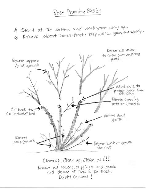 rose pruning diagram - Backbone Valley Nursery