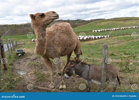 Camel on hump day stock image. Image of mammal, head - 194100439