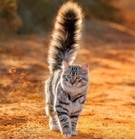 Tail of this Siberian Cat. : r/pics