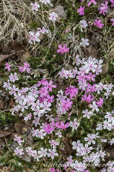 Full Sun Perennials: 17 Low Maintenance Plants That Thrive In Sun ...