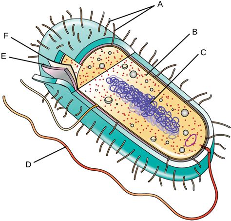 Prokaryotic Cells Diagram | Quizlet