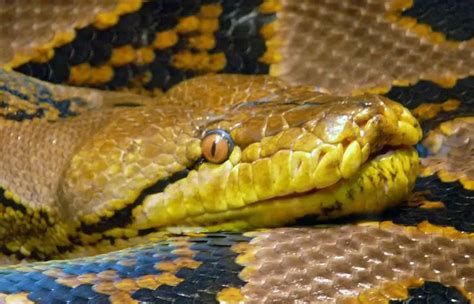 Reticulated Python | The Animal Facts