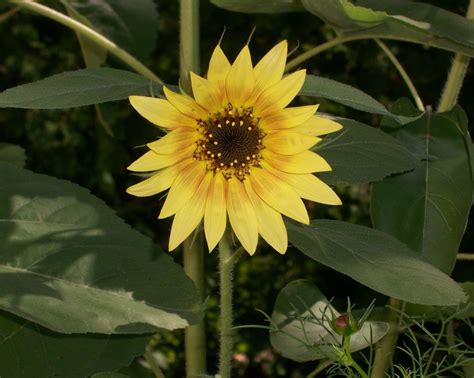 Lemon Queen Sunflower | Smithsonian Photo Contest | Smithsonian Magazine