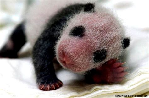 Newborn Panda Bear | Amazing Wallpapers