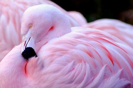 Chilean flamingo - bird, eye, feather, pasare, skin, chilean flamingo, pink Flamingo Bird, Pink ...