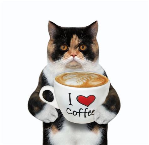 Cat Holds Cup of Coffee with Text 2 Stock Image - Image of holding, latte: 167814441