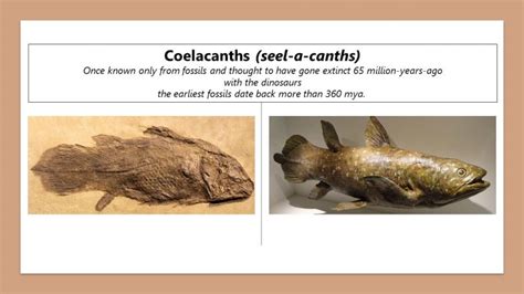 COELACANTH FISH FOSSILS REVEAL FIRST WALKING FISH? – Evolution is a Myth