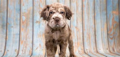 Mini Hippo Dog - A Guide To The Shar Pei Cocker Spaniel Mix