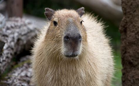 2560x1600 Resolution capybara, muzzle, nose 2560x1600 Resolution ...