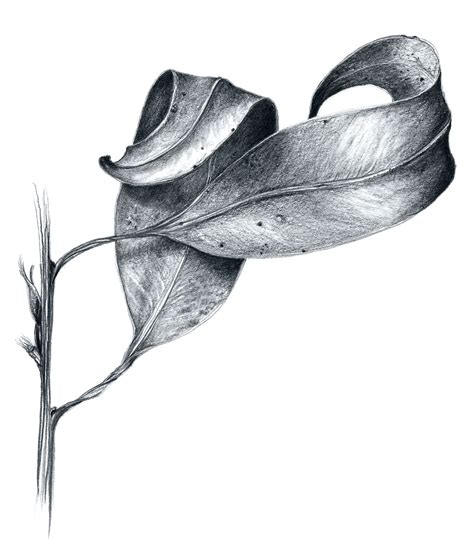 Artwork — Jo Lane Leaf Drawing, Nature Drawing, Plant Drawing, Flower Drawing, Painting ...