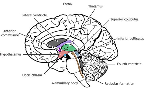 Internal Brain Anatomy – Foundations of Neuroscience