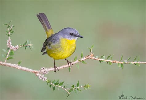 Eastern yellow robin