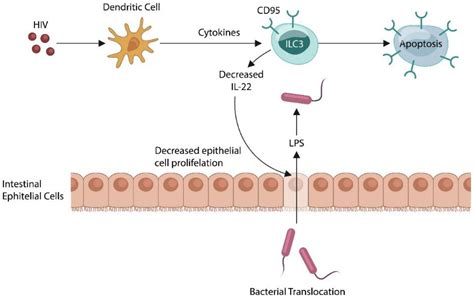 Applied Microbiology | Free Full-Text | Microbial Translocation Disorders: Assigning an Etiology ...