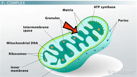 ATP Synthase | Definition, Function & Location - Lesson | Study.com