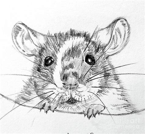 Rat Pencil Drawing: A Step-by-Step Guide for Beginners