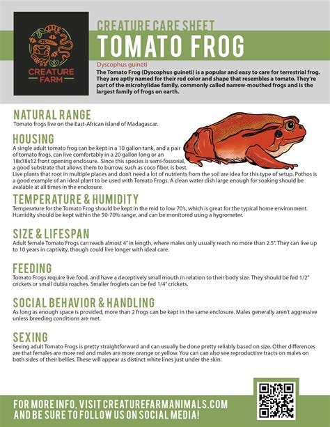 Tomato Frog Care – Creature Farm