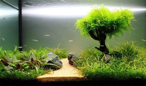 Best plants for beautifying the aquarium - Bunnycart Blog