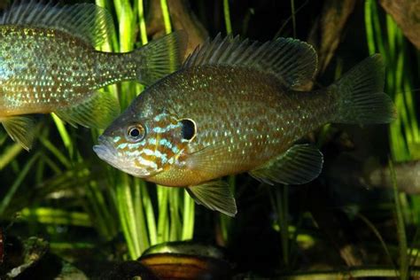 Pumpkinseed Sunfish Facts and Nutritional Value