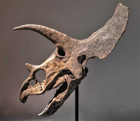 Triceratops Skull | Natural History, including Gorgosaurus | | Sotheby's