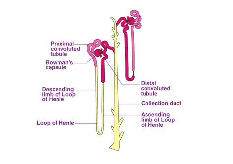 Detailed Structure of Kidney & Nephron with Diagrams