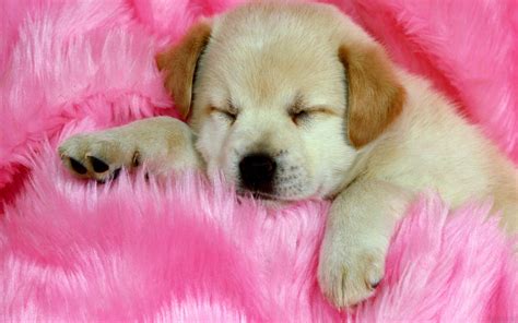 38 Cute Dog Pictures - InspirationSeek.com