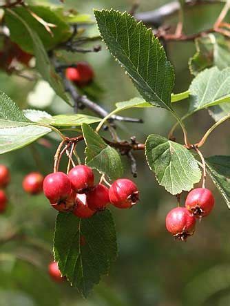 Black Hawthorn (Crataegus douglasii) Picture of red fruit of black ...