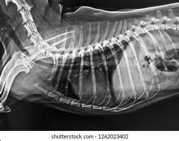 Стоковая фотография 1262023402: Xray Normal Dog Chest | Shutterstock