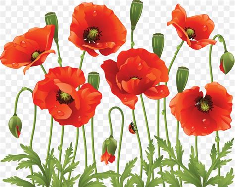 Common Poppy Flower Clip Art, PNG, 6175x4926px, Poppy, Annual Plant, Common Poppy, Coquelicot ...