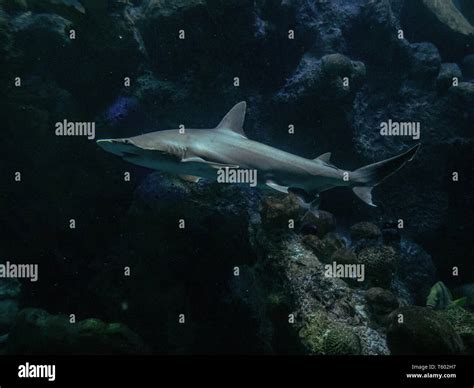 Shark in a tank, New England Aquarium, Boston, Massachusetts, U.S.A ...