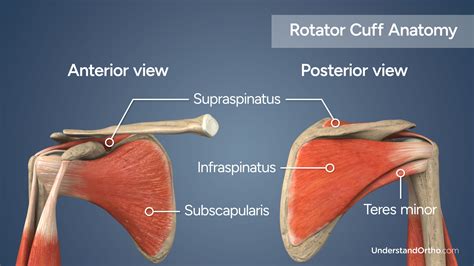 Reverse Total Shoulder Replacement – UnderstandOrtho™, 55% OFF