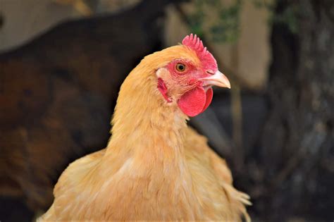 Buff Orpington Chickens: All You Need to Know About This Delightful ...