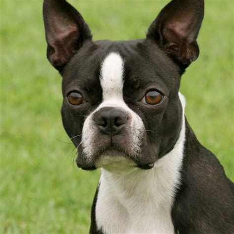 Boston Terrier Dog Breed » Information, Pictures, & More