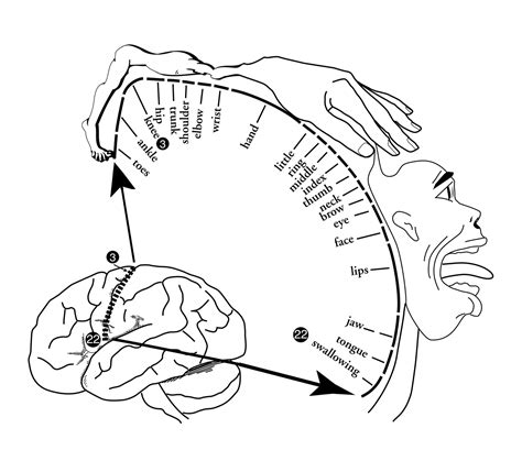 The origins of Homunculus - Blog EN