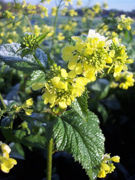 Black Mustard (Brassica nigra):