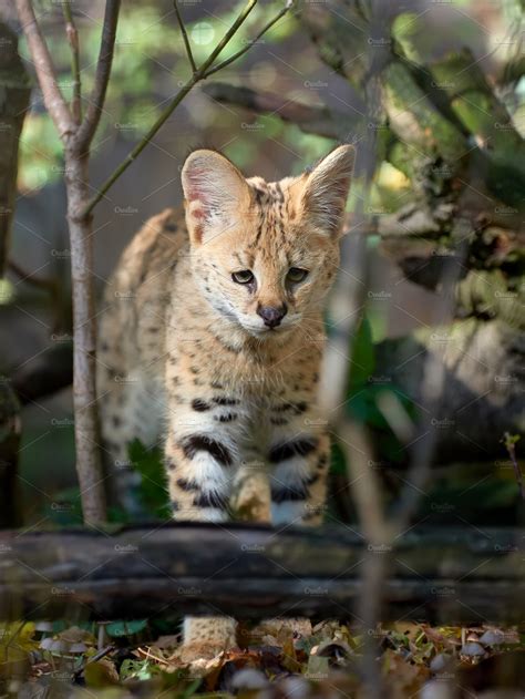 Serval cat containing animal, serval, and cat | Animal Stock Photos ...