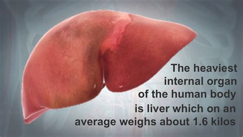 Heaviest Organ-DYK1-S - Scientific Animations