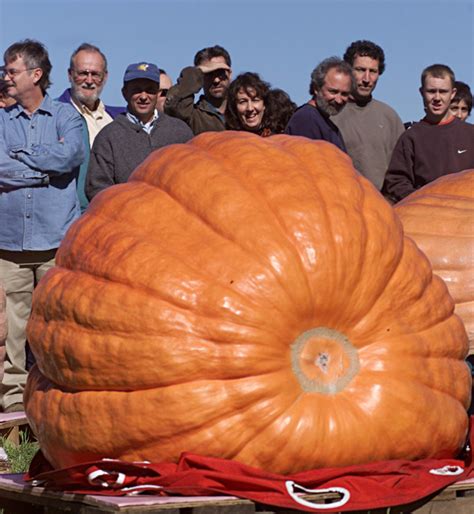 Green Squash Deemed World's Biggest Brings Triple Win To R.I. Grower | KUOW News and Information