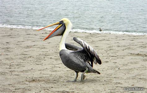 Peruvian Pelican (Pelecanus thagus)