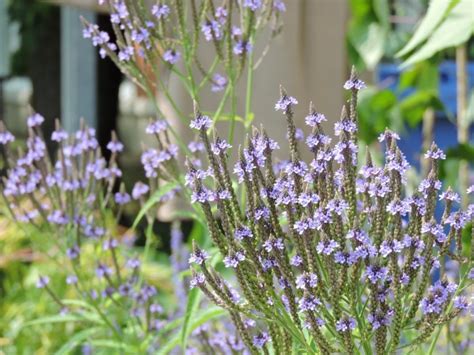 Blue Vervain: Identification, Edible Uses, Vervain Tea | ForagingGuru