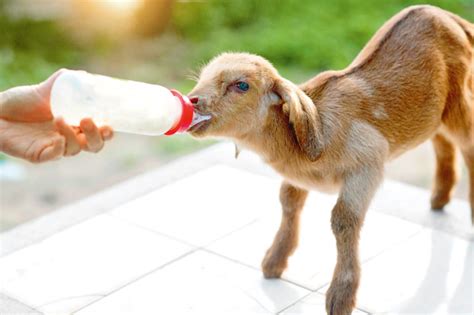 6 tips for bottle-feeding your animals safely