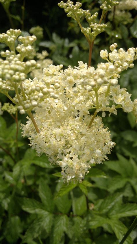 meadowsweet flower – Galloway Wild Foods