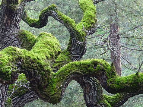 moss-on-trees | The Tree Center™