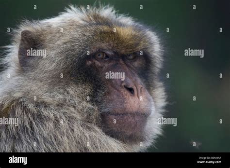 Barbary Ape Gibraltar Stock Photo - Alamy