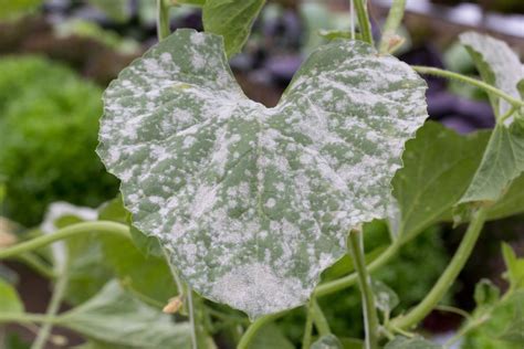 Identify, Avoid, and Treat Powdery Mildew on your Cannabis | Leafbuyer