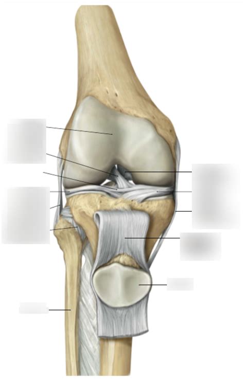 knee ligaments Diagram | Quizlet