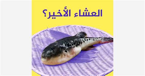 Symptoms of puffer fish poisoning | health - Archyde