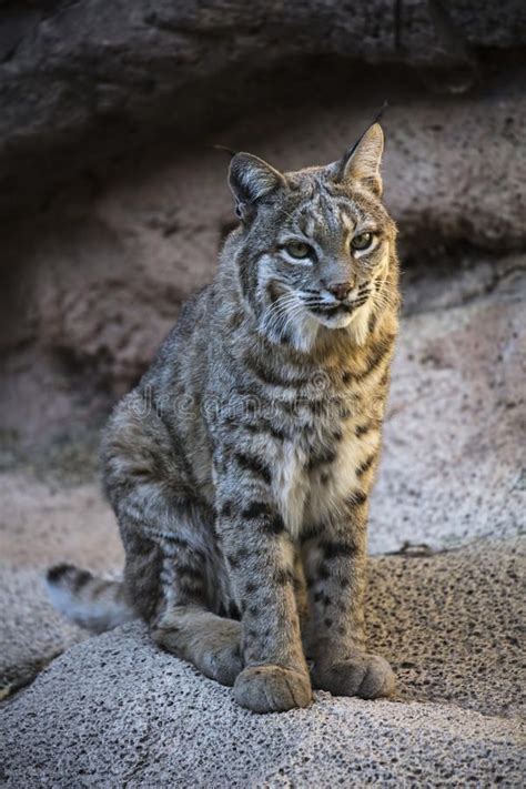 Image result for bobcat arizona | Animals, Arizona, Wildlife