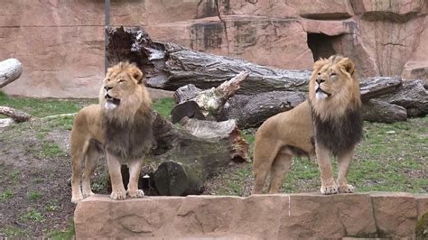 Two African Lions Arrive At Brookfield Zoo - YouTube